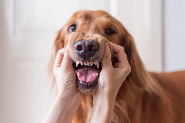 Person showing the teeth of a golden retriever