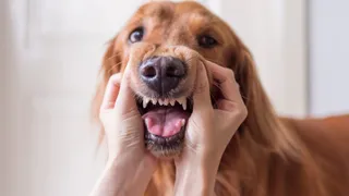 Person showing the teeth of a golden retriever