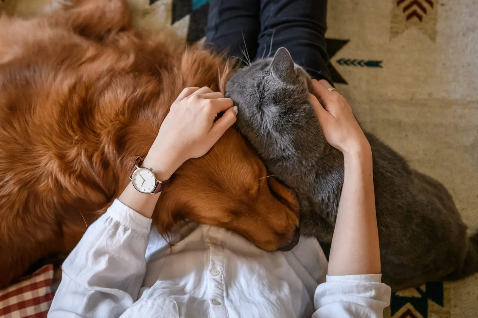 Golden retriever and cat both getting a cuddle