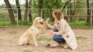Golden retriever being trained by a woman