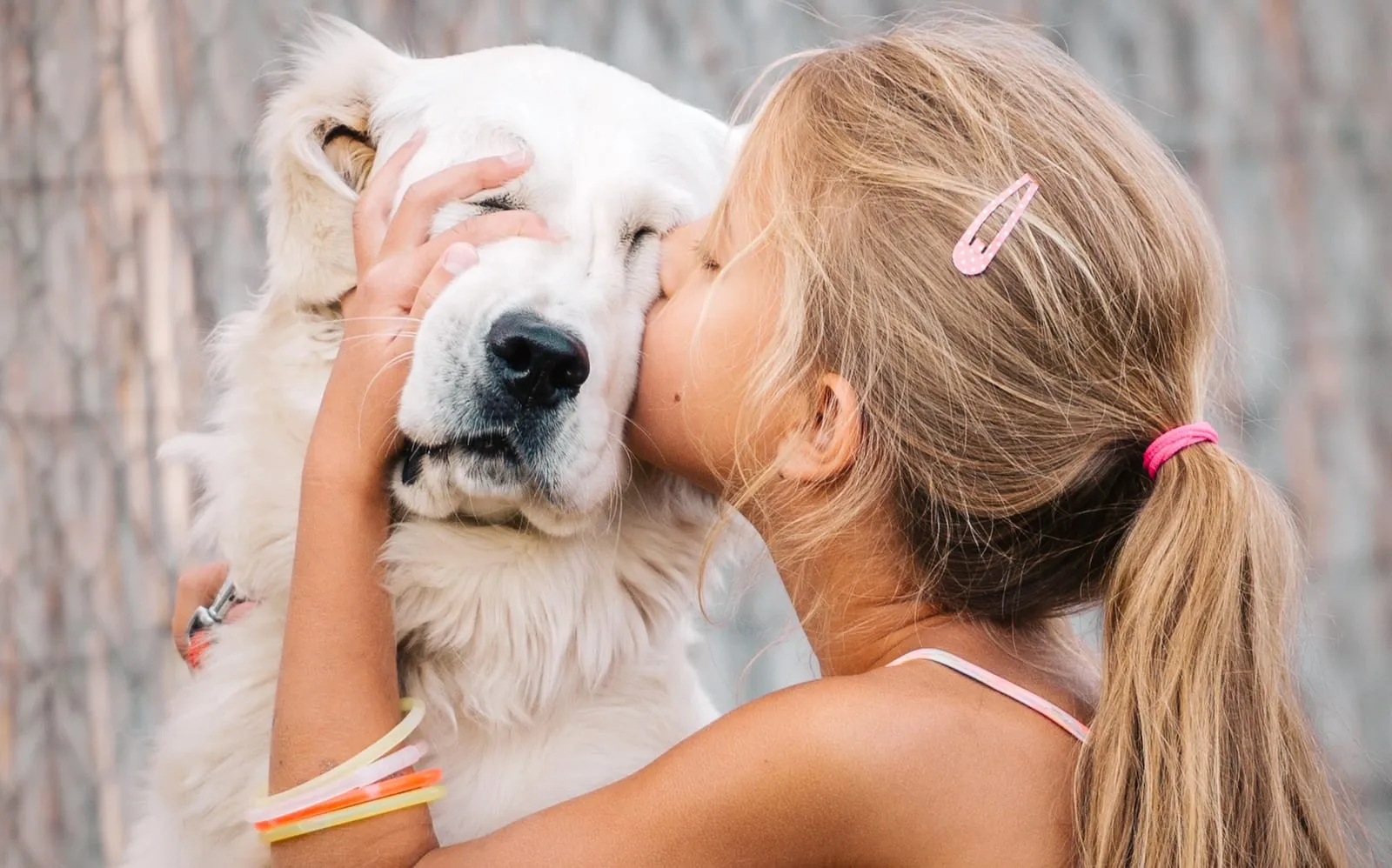 Golden retrievers face being smushed by a young girl