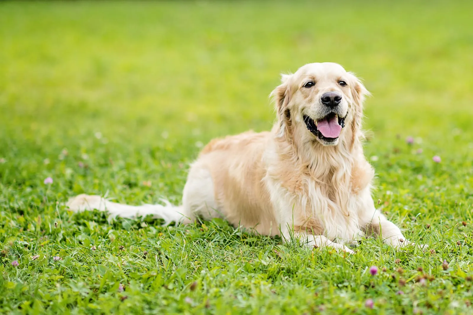Golden retriever lying down on field