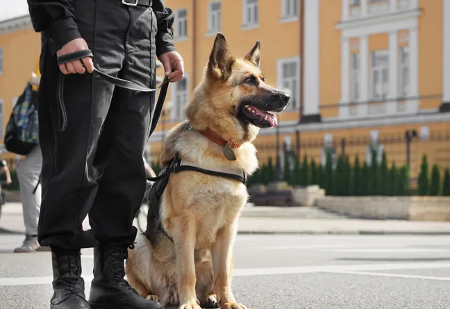 German shepherd police dog