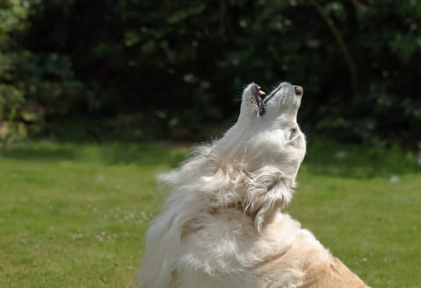 Golden retriever howling