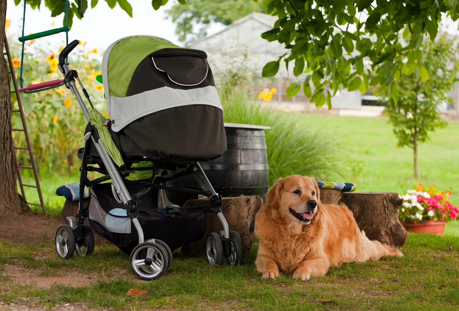 Golden retriever next to a pram in a garden