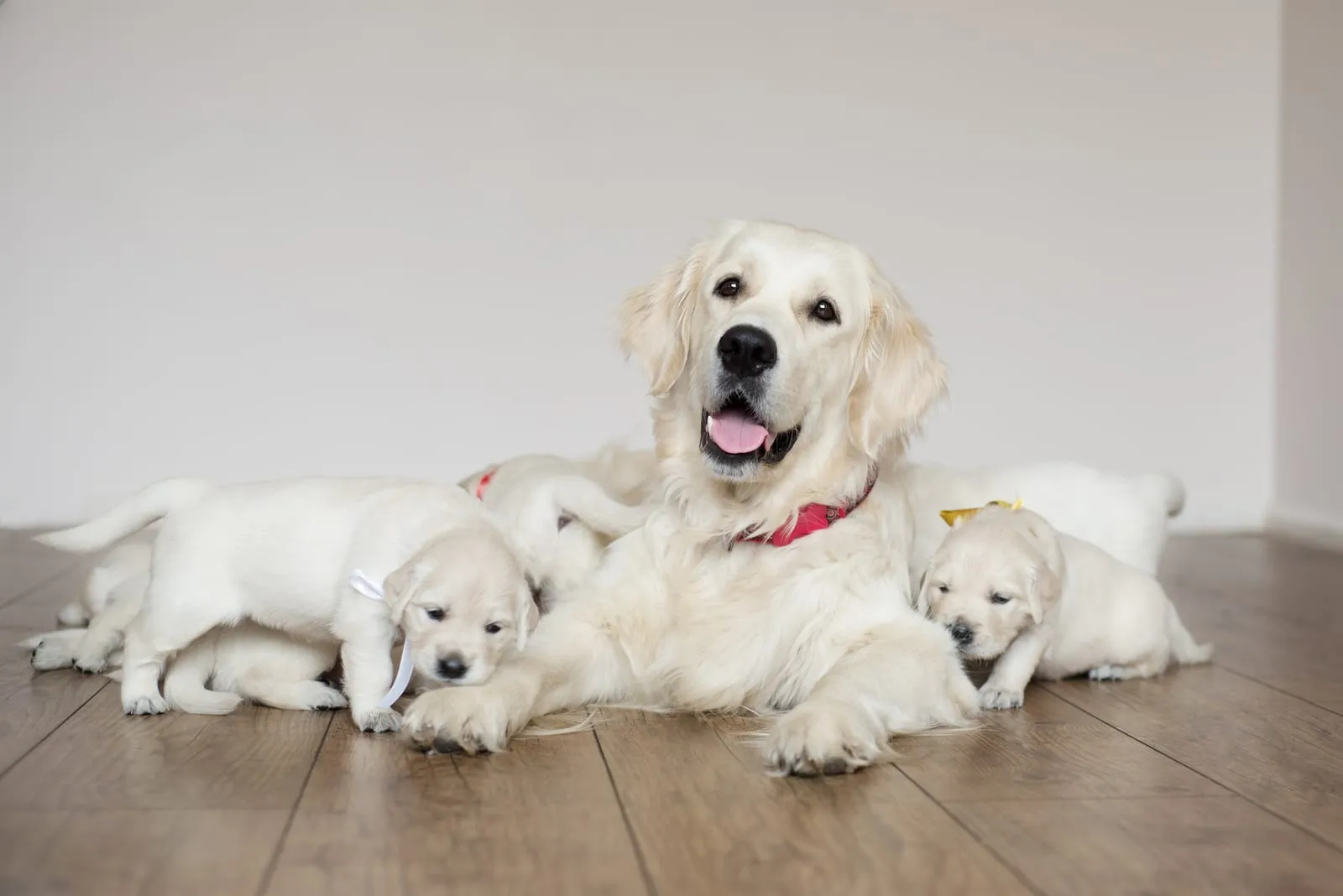 Golden retriever with her puppies