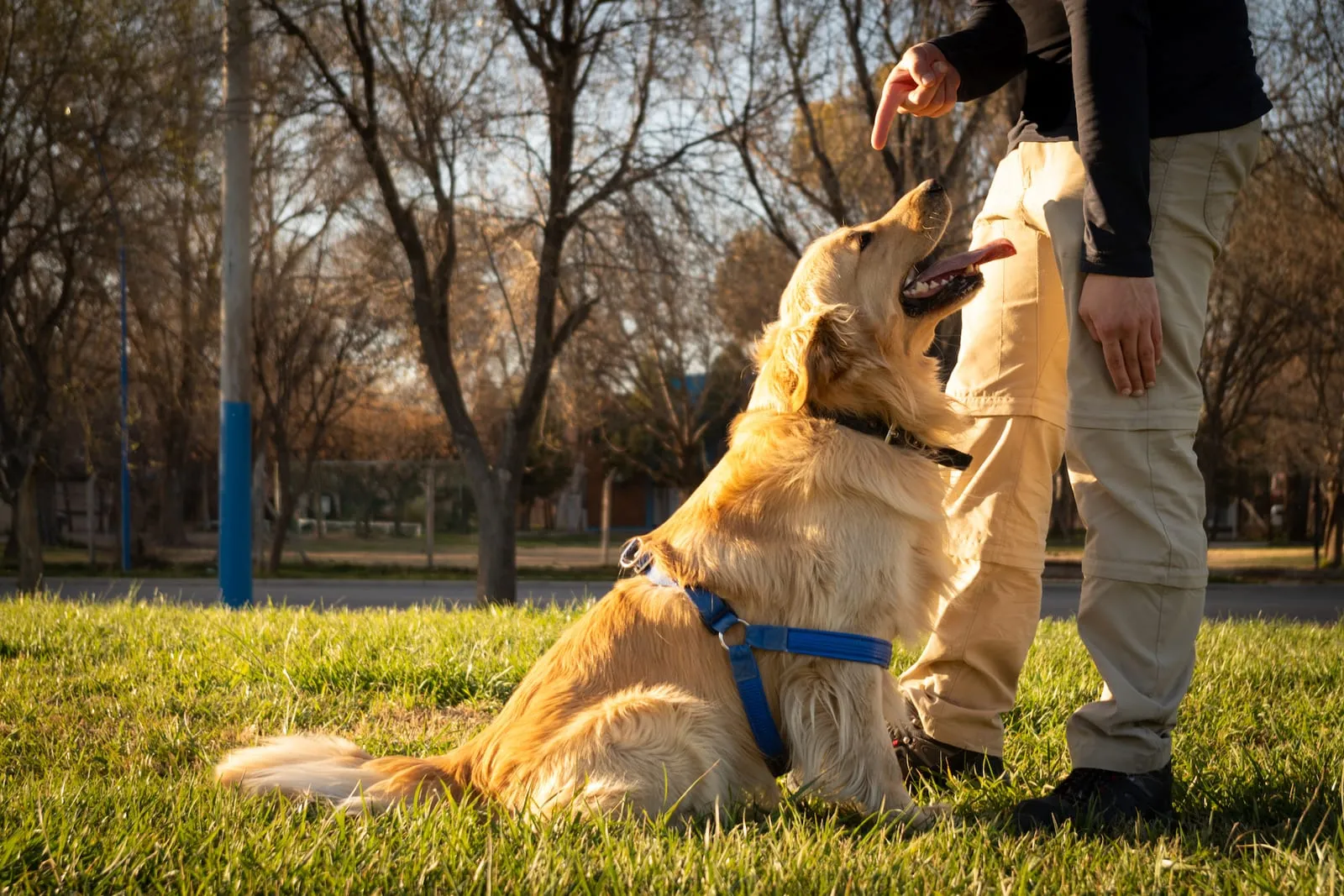 Golden retriever being trained outside