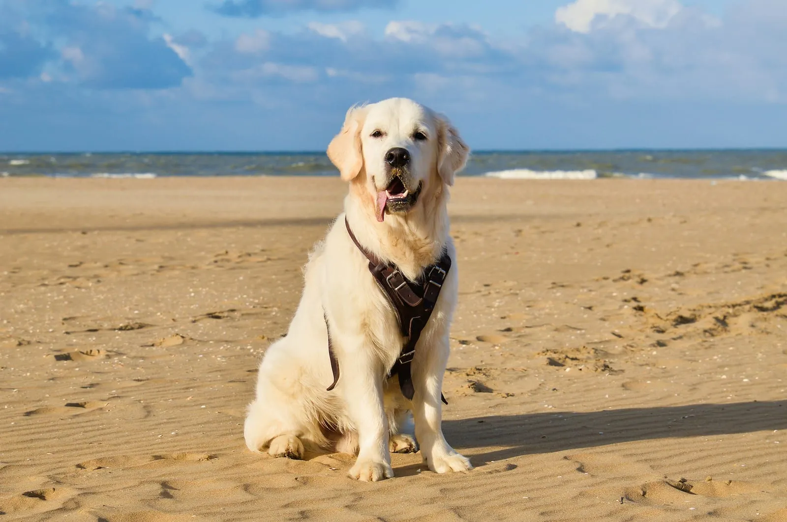 Golden retriever sitting on a beach