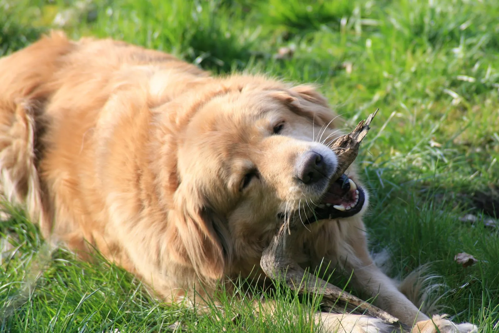 Golden retriever lying on grass chewing on a tree log