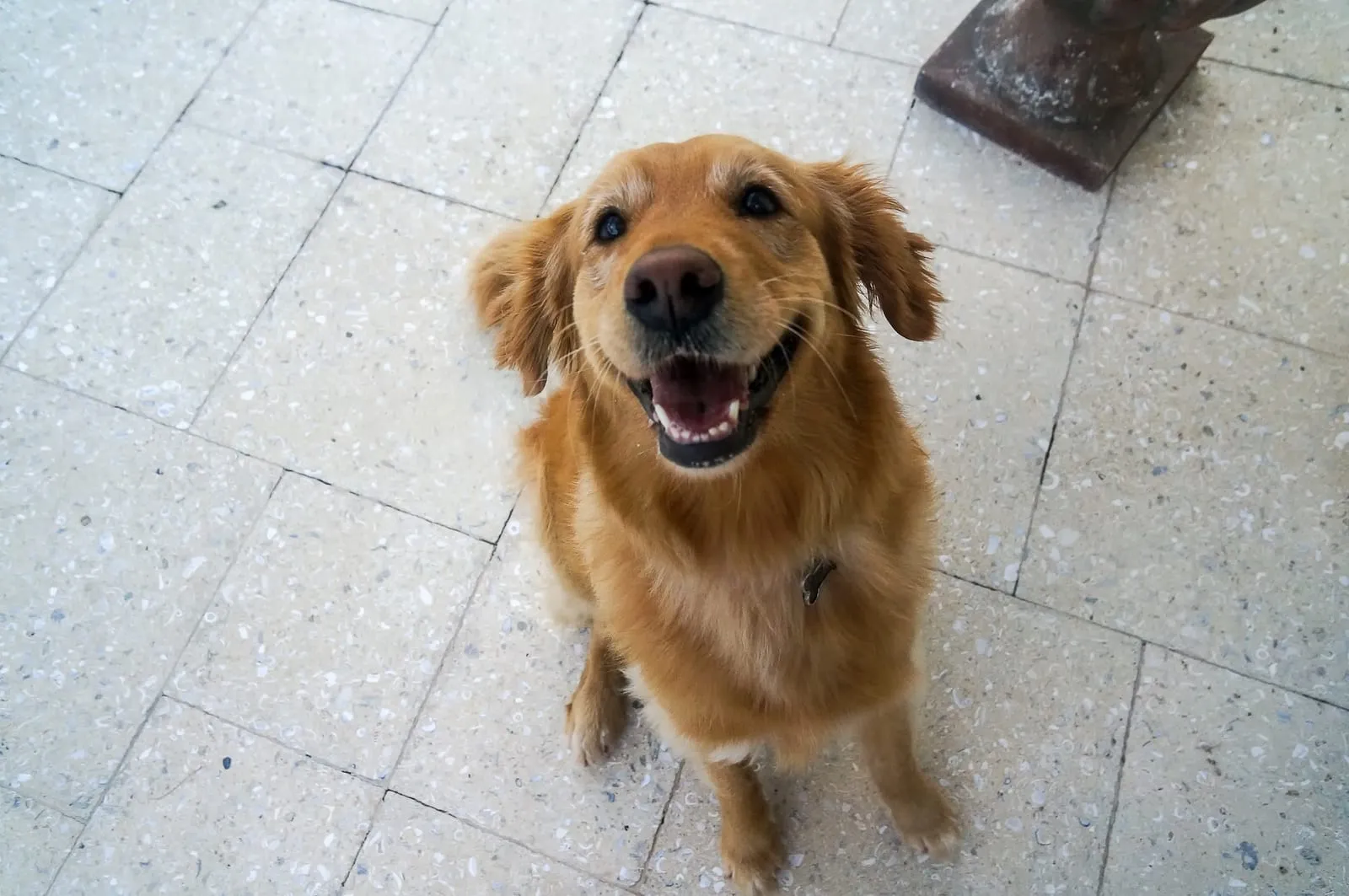 Smiling golden retriever
