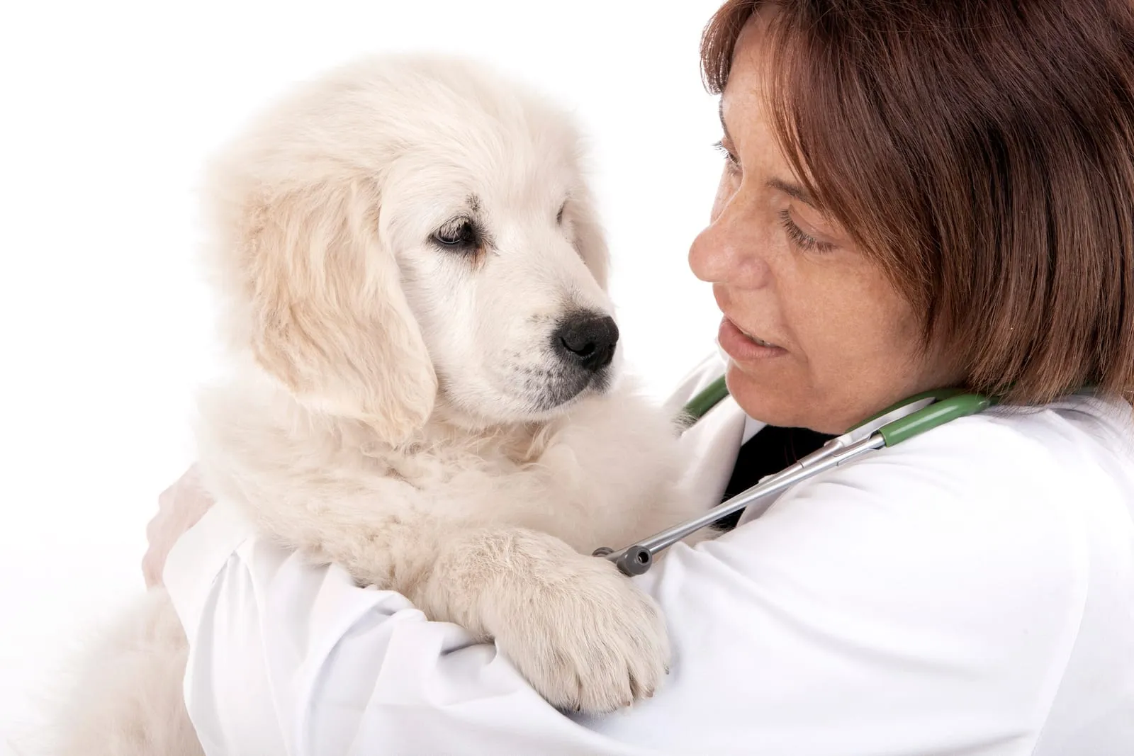Vet holding a golden retriever puppy