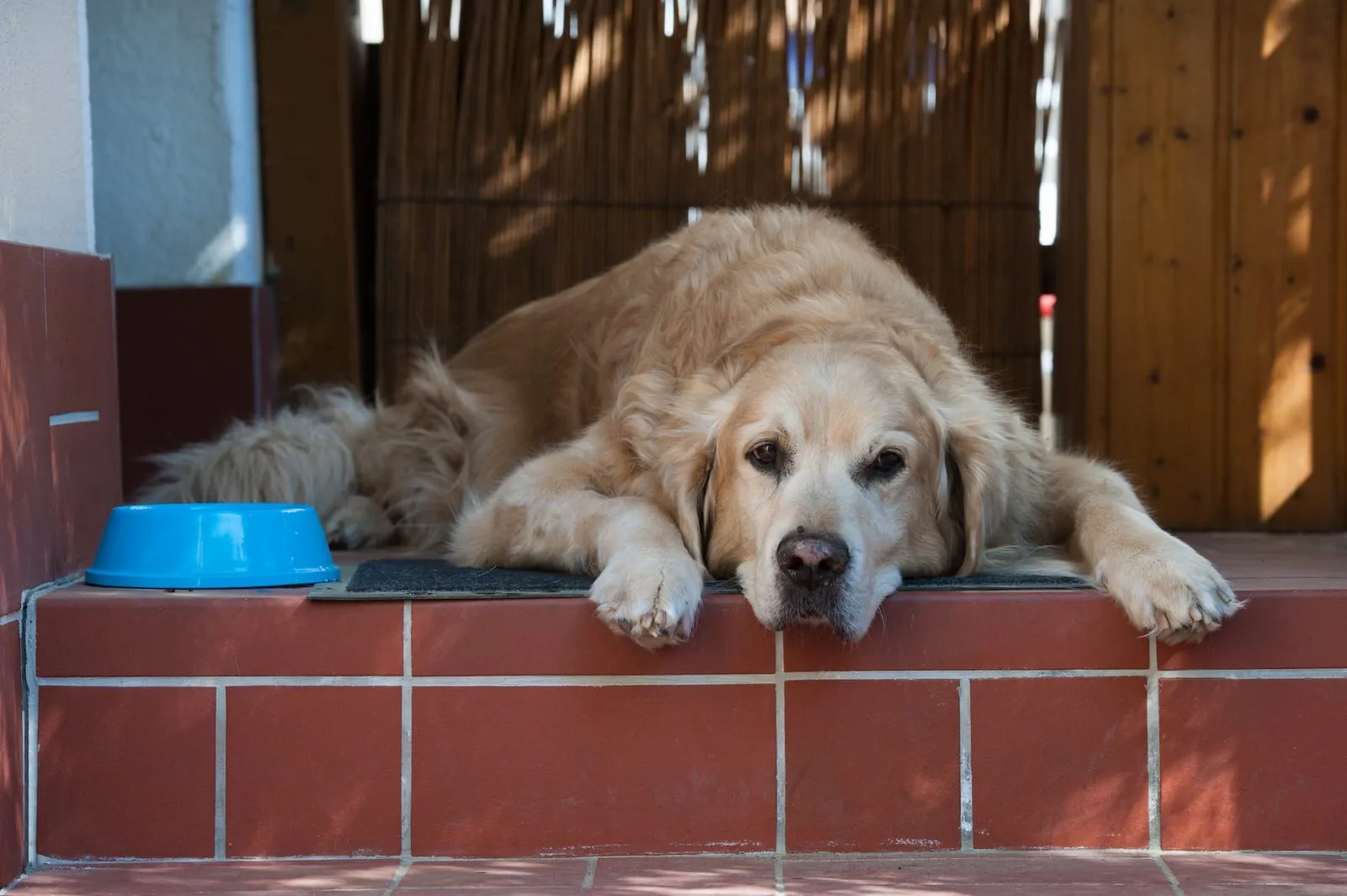 Golden retriever lying on steps next to a bowl