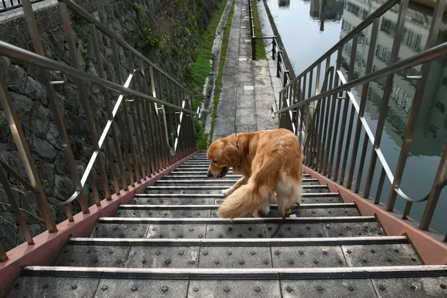 Golden retriever walking down stairs outside
