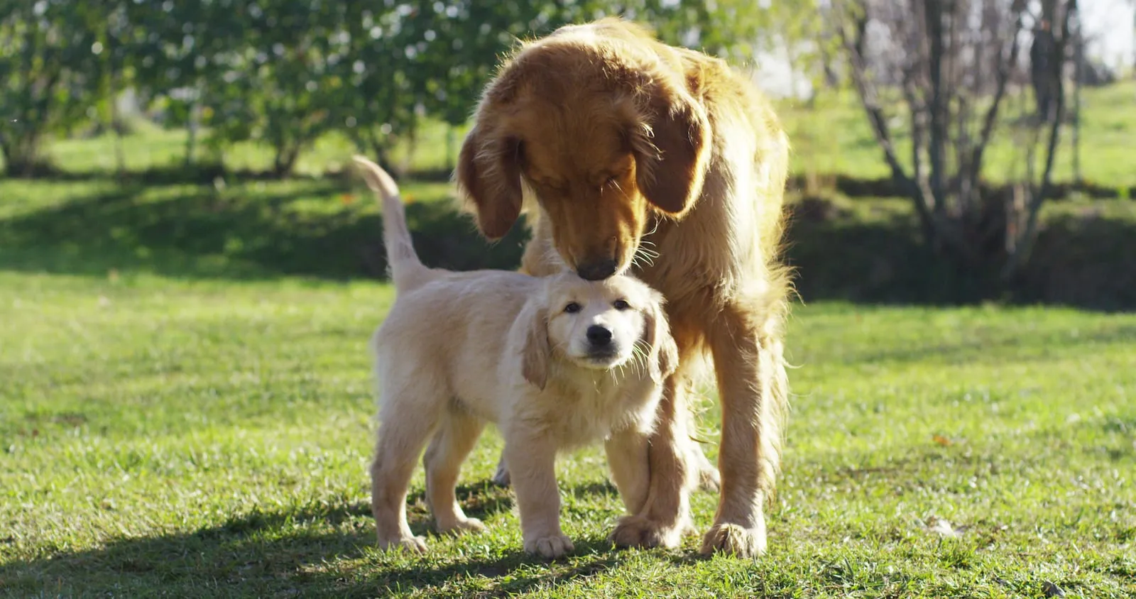Adult golden retriever with a golden retriever puppy