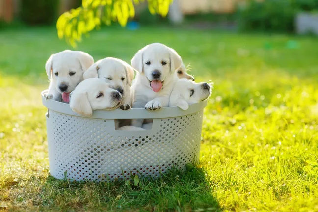 Bunch of golden retrievers in a basket
