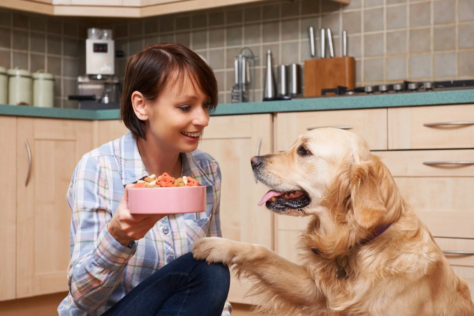 Golden retriever being fed a bowl of dog food