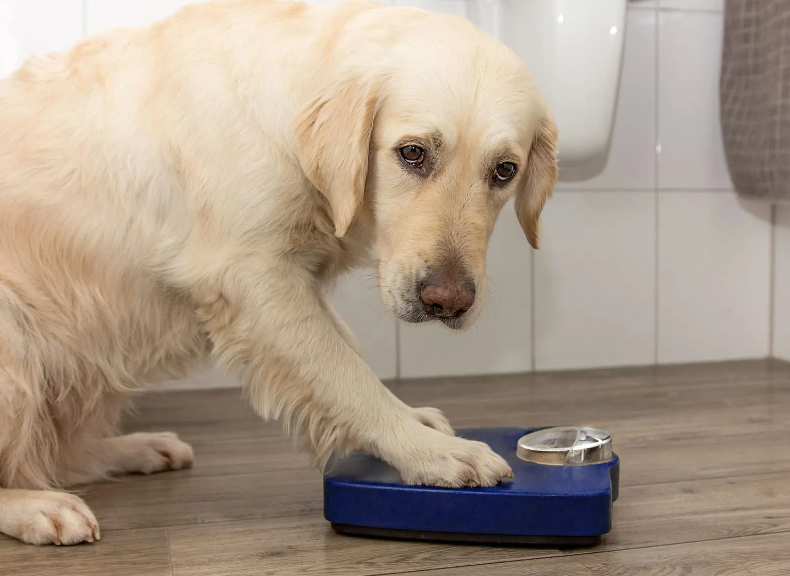 Golden retriever standing on weight scales
