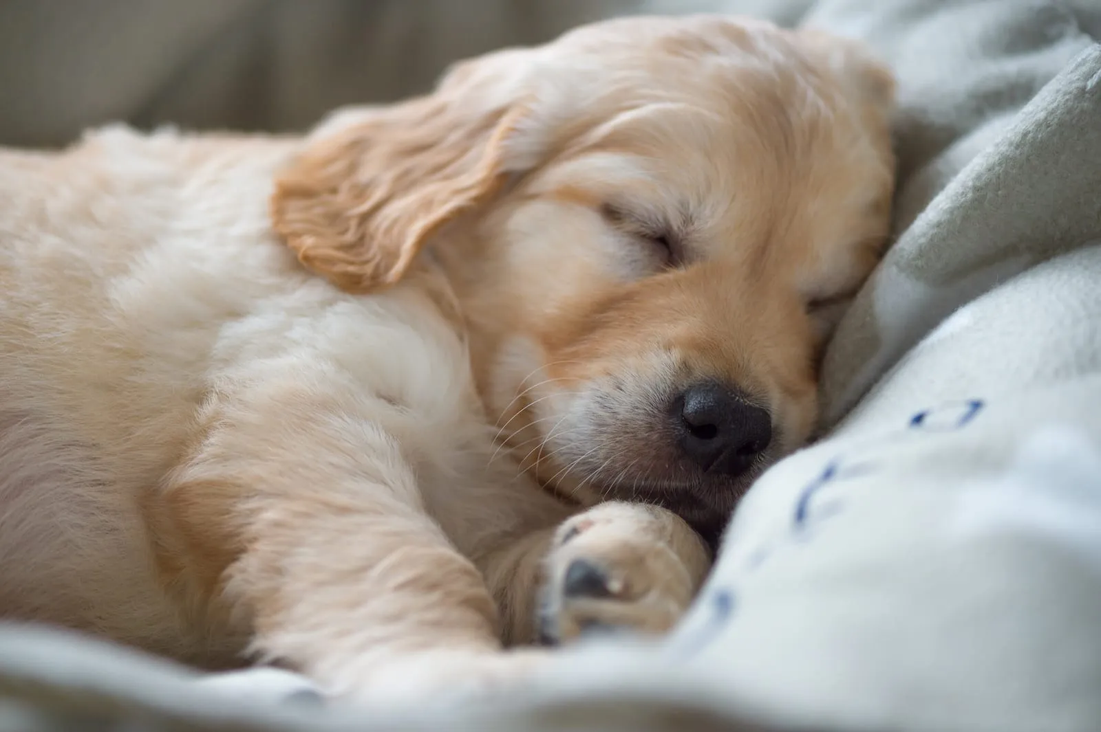 Sleeping golden retriever puppy