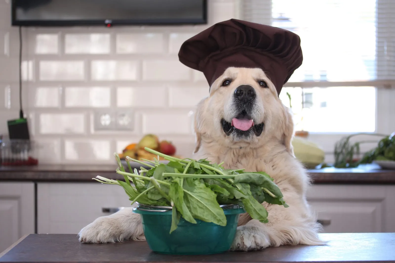 Standing golden retriever with a chefs hat on