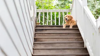 Golden retriever lying down at top of stairs