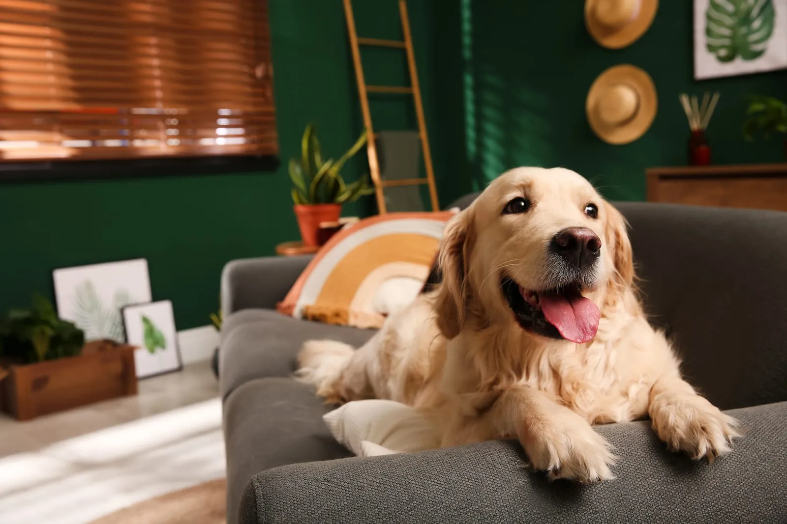 Golden retriever lying down on a sofa