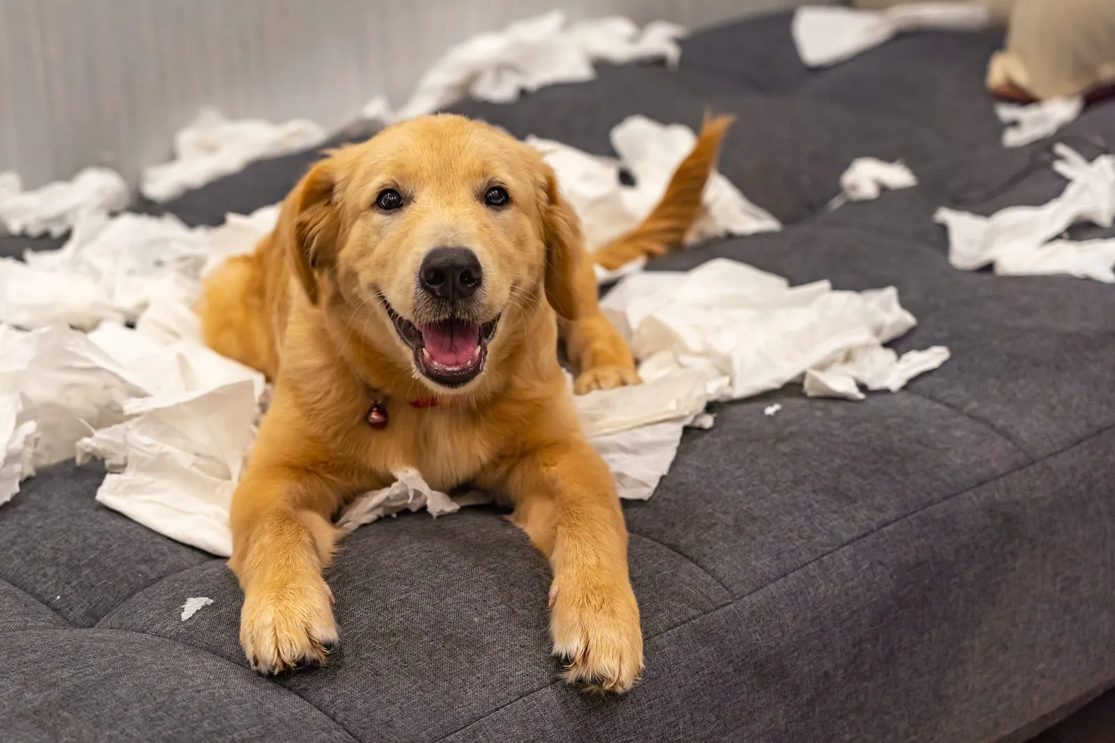 Golden retriever lying on top of torn up paper