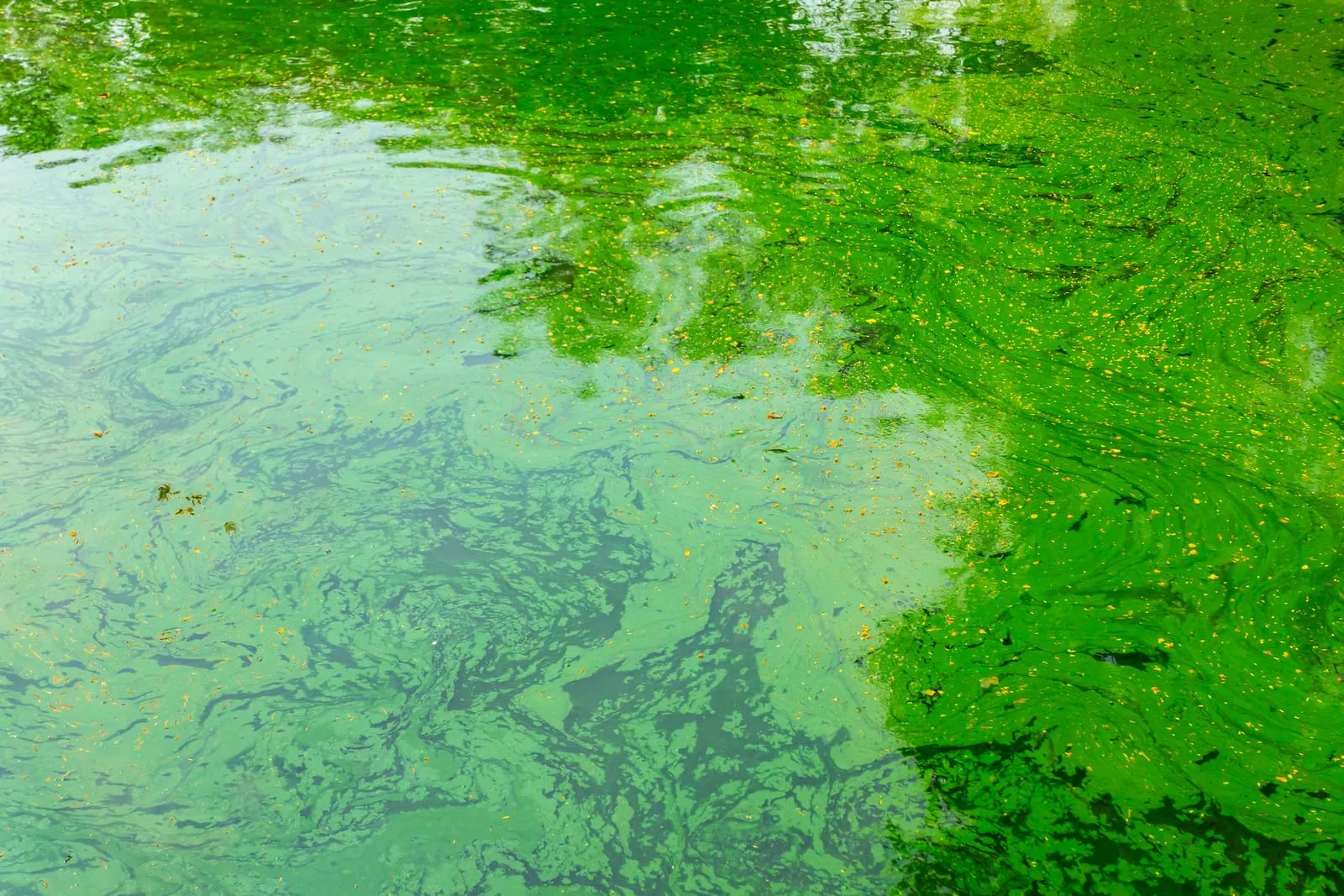 Algae in a lake
