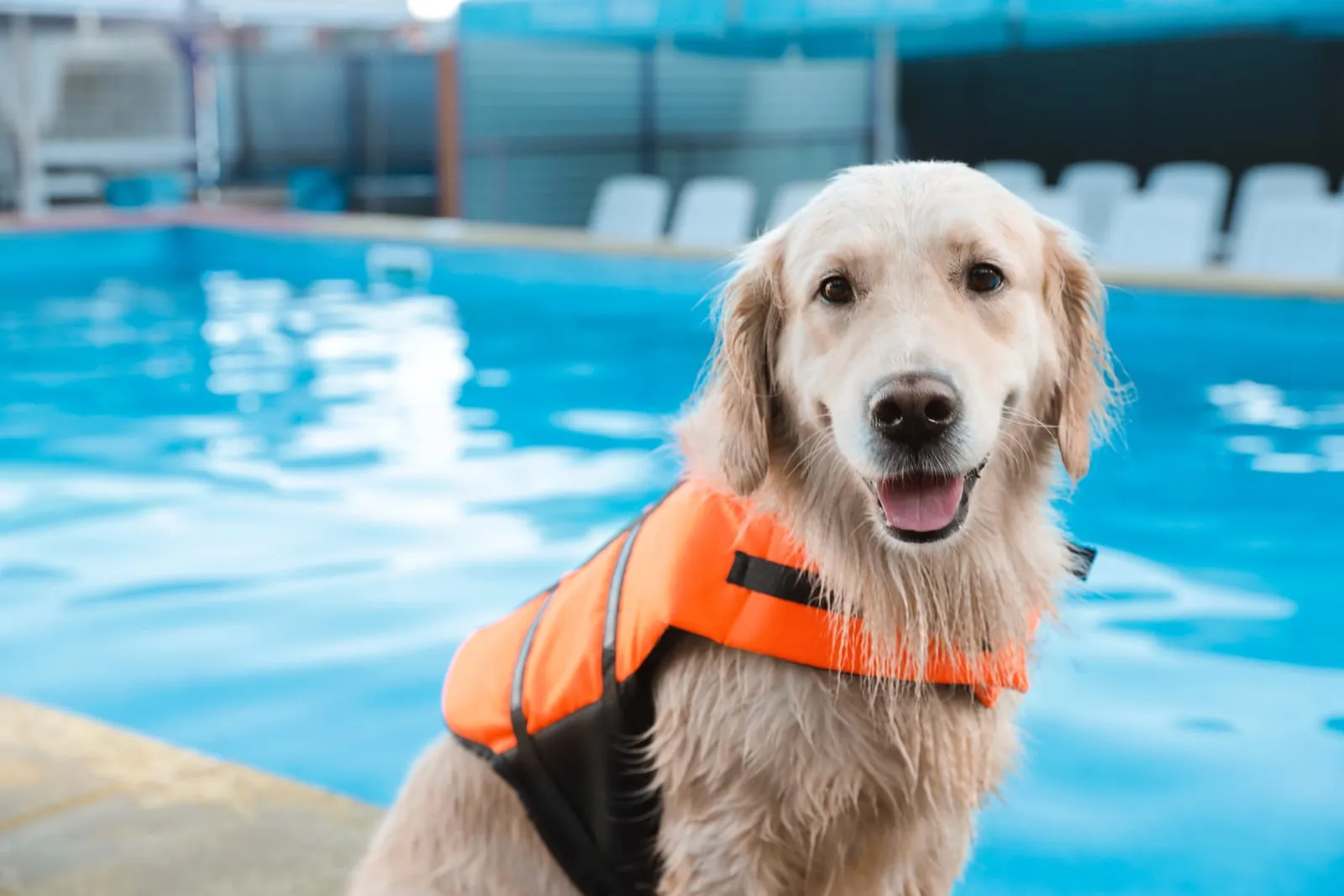 Golden retriever next to a pool