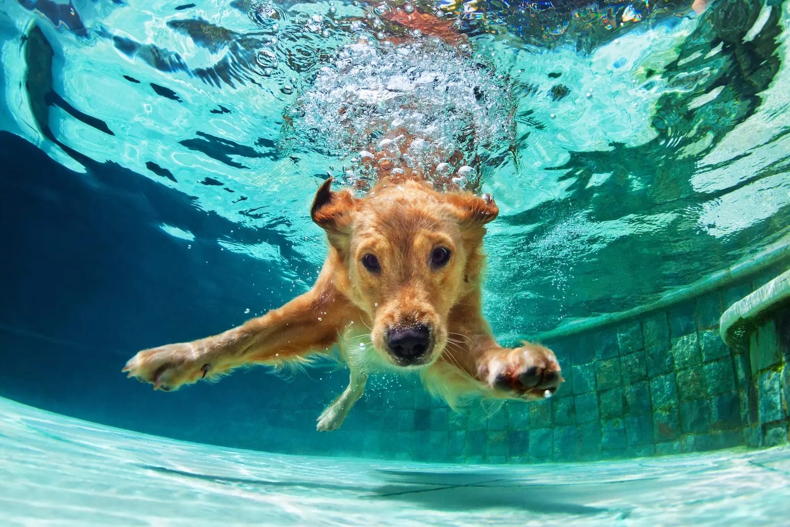 Golden retriever in the water