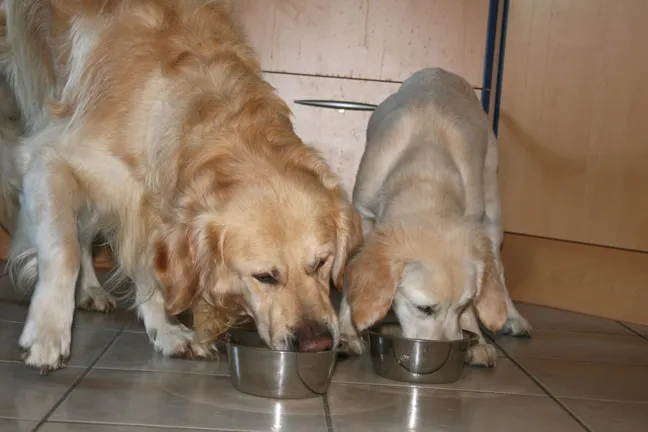 Adult golden retriever and golden retriever puppy eating food out of seperate bowls