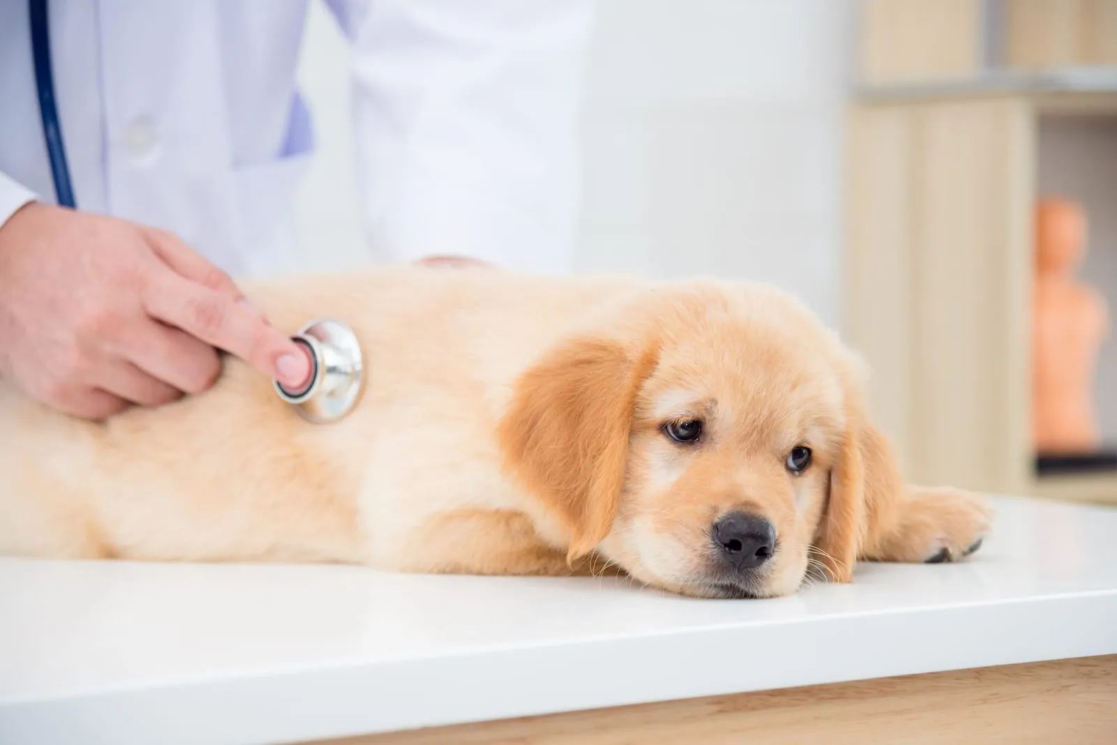 Sick looking golden retriever puppy being checked by a vet