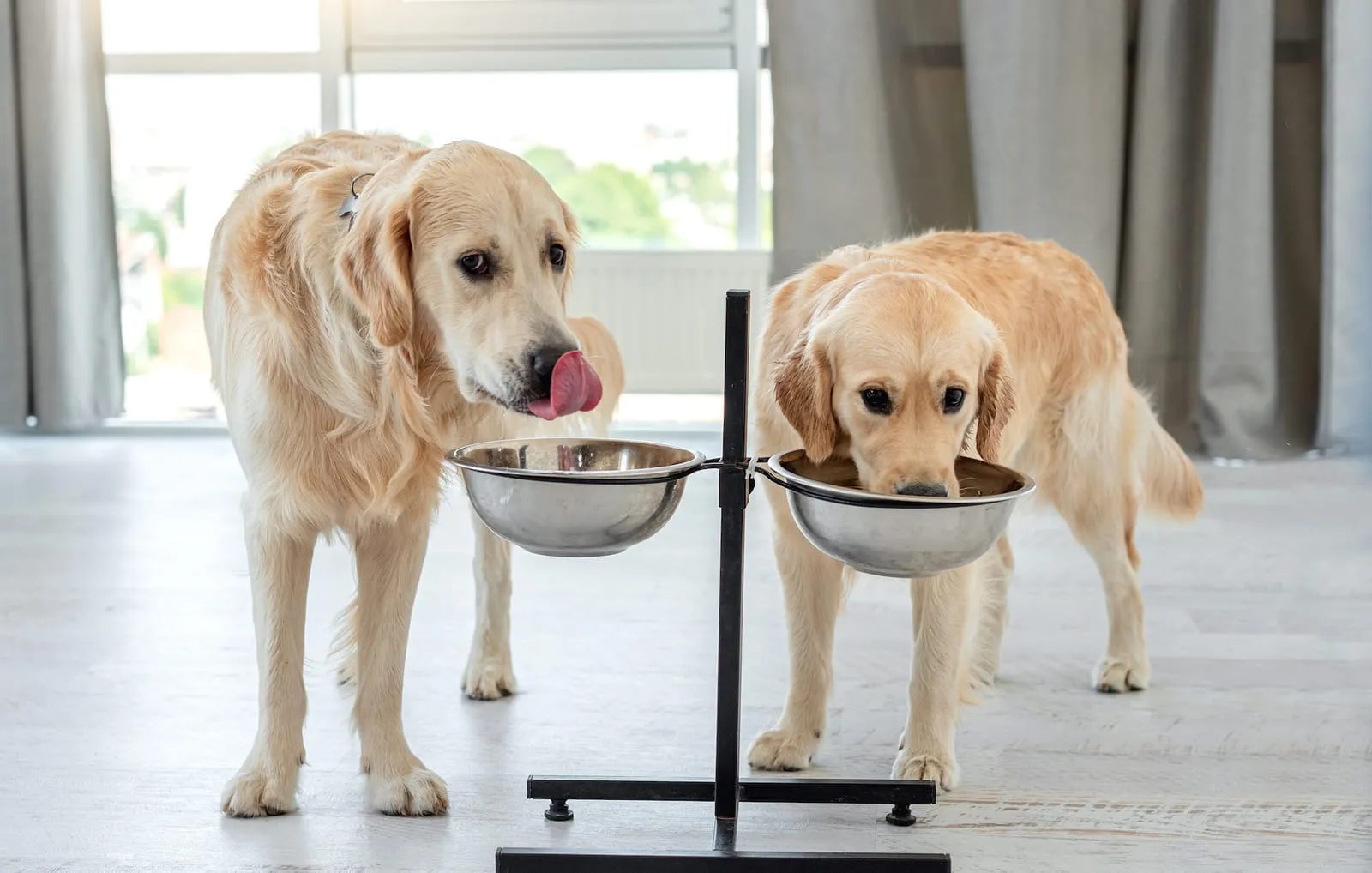 Two golden retriever drinking water from bowls raised off the floor