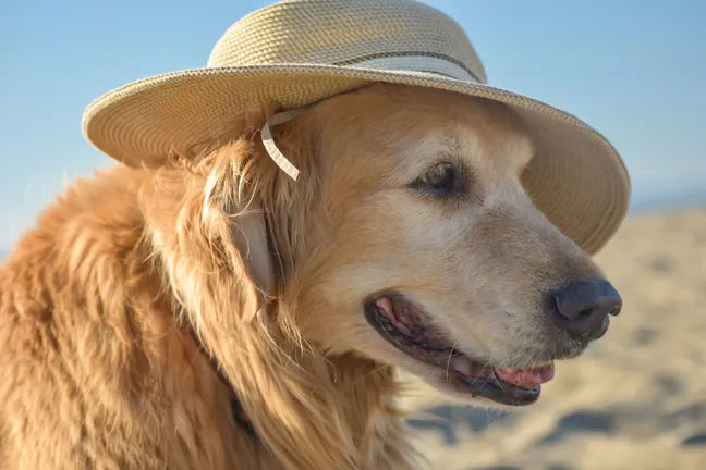 Elderly golden retriever with a hat on at the beach