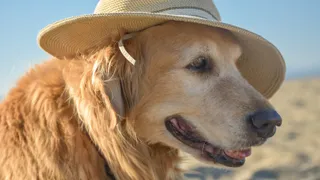 Elderly golden retriever with a hat on at the beach