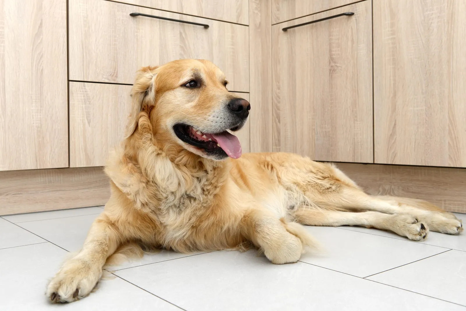 Golden retriever lying down on tiles in a kitchen