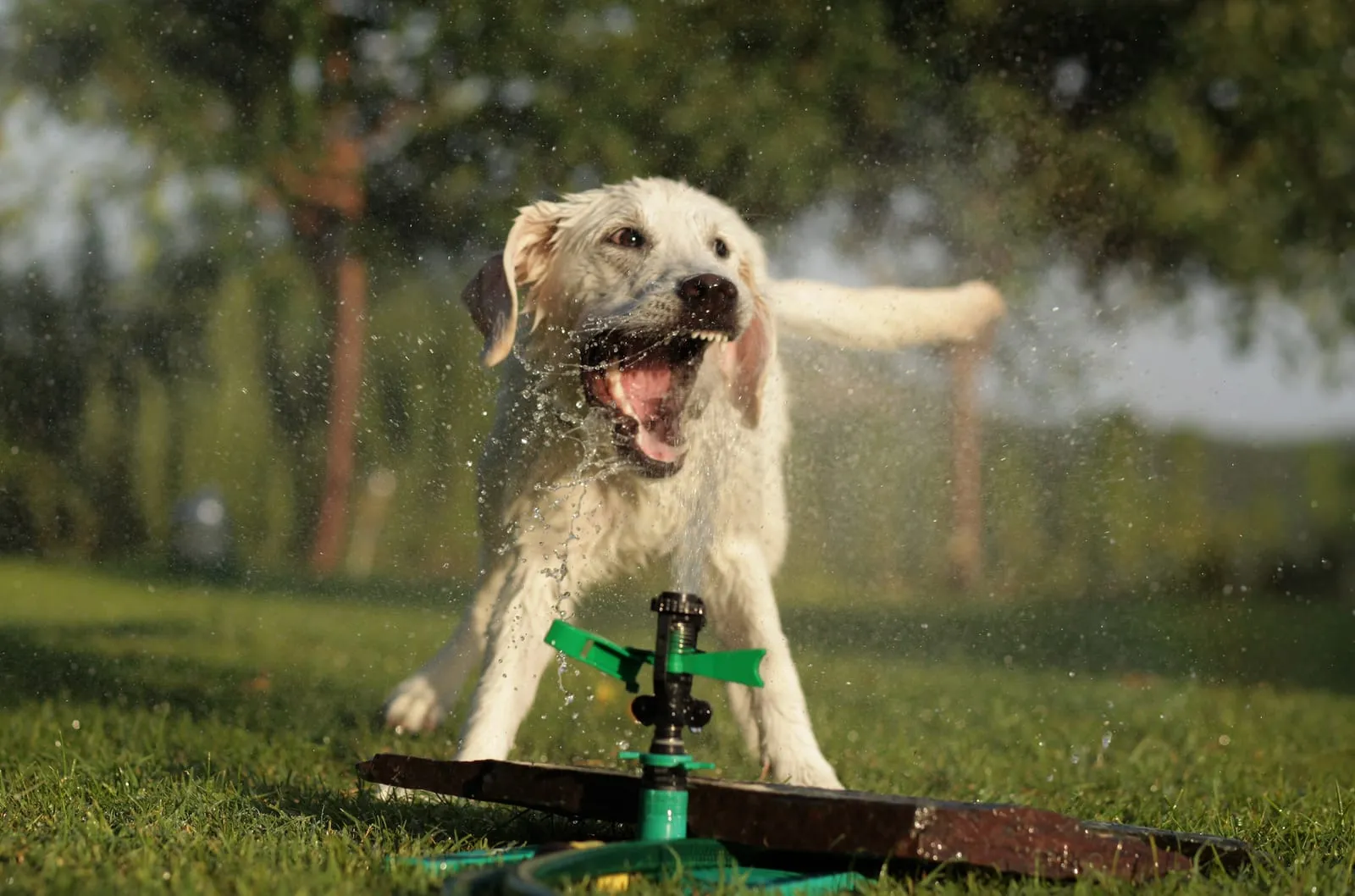 Young golden retriever playing with a sprinkler