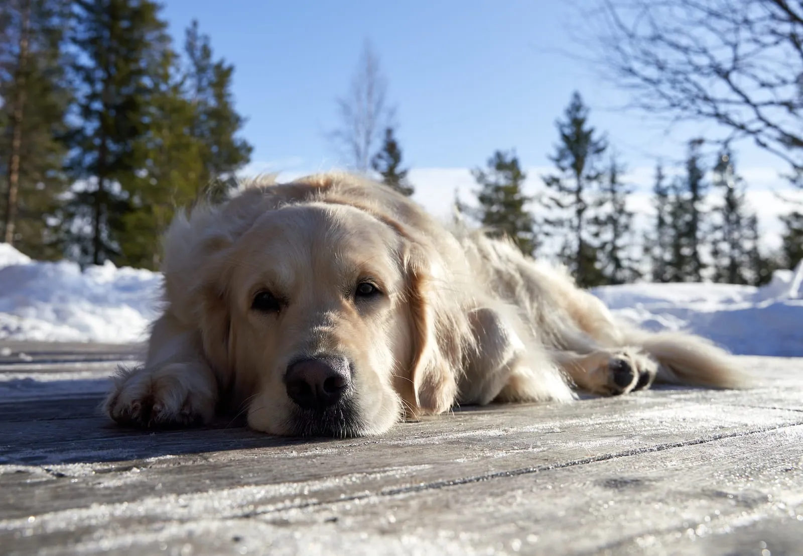 Golden retriever lying down on a wooden terrace with snowy background
