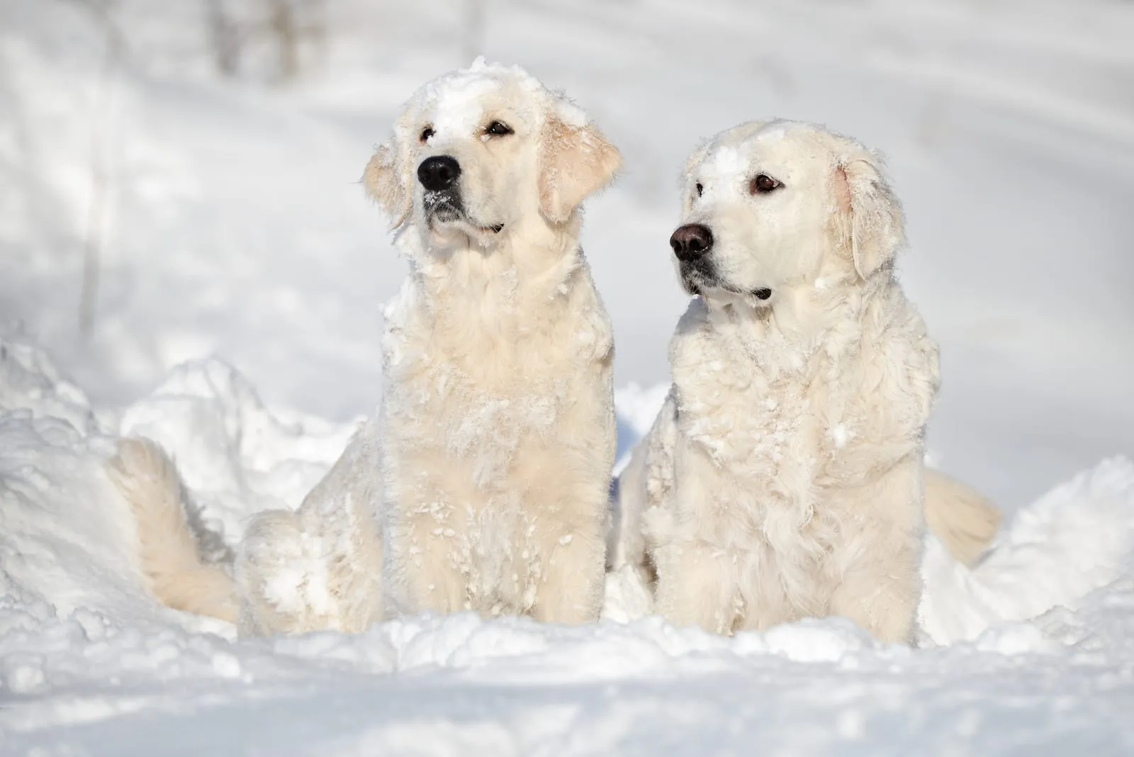 Two golden retrievers covered in snow sitting in snow