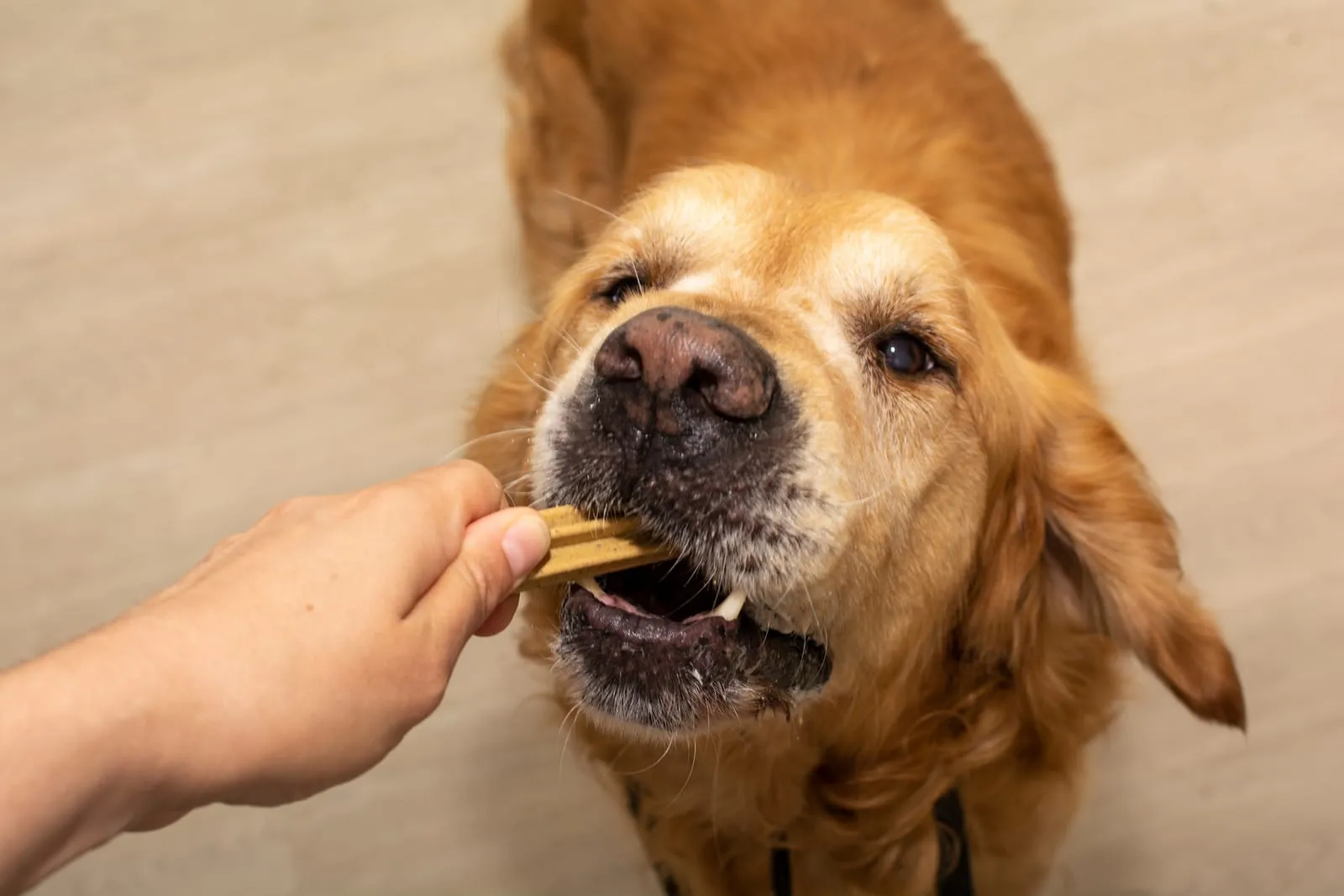 Golden retriever being fed a treat