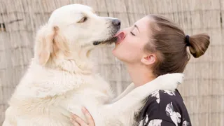 Golden retriever licking the face of a woman