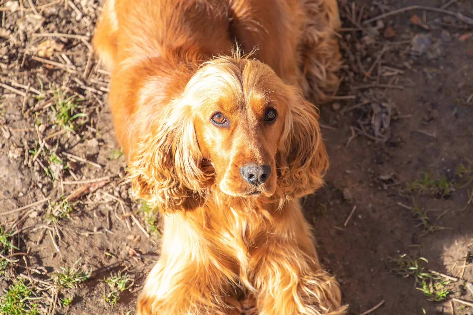 Cocker spaniel