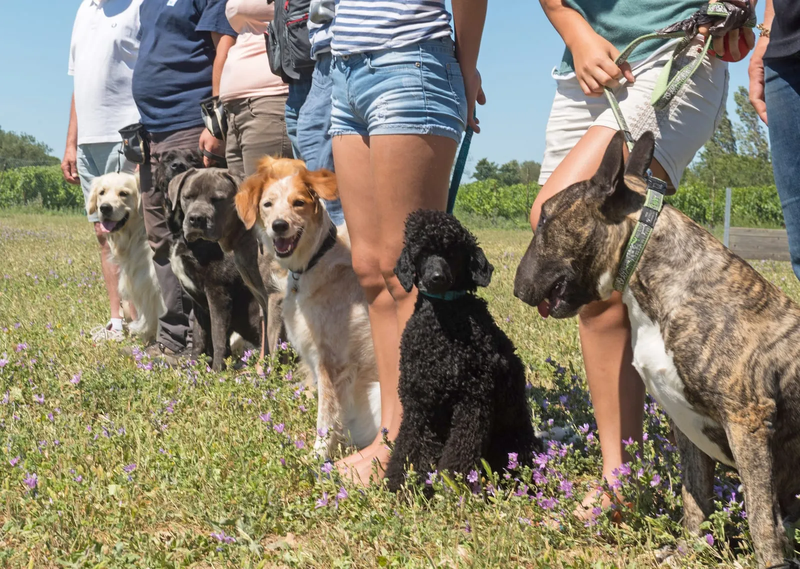 Dogs next to owners on a field