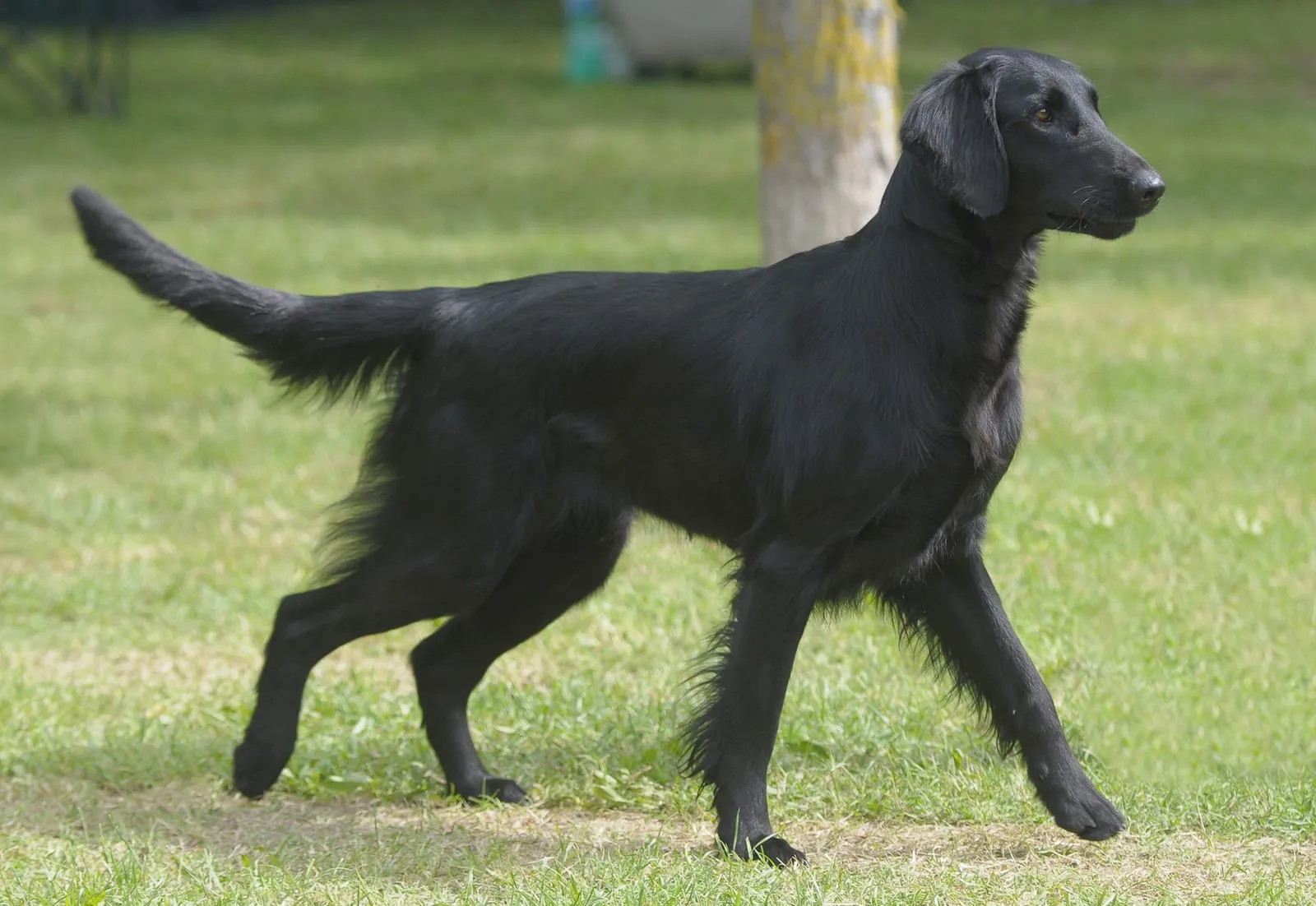 Flat coated retriever