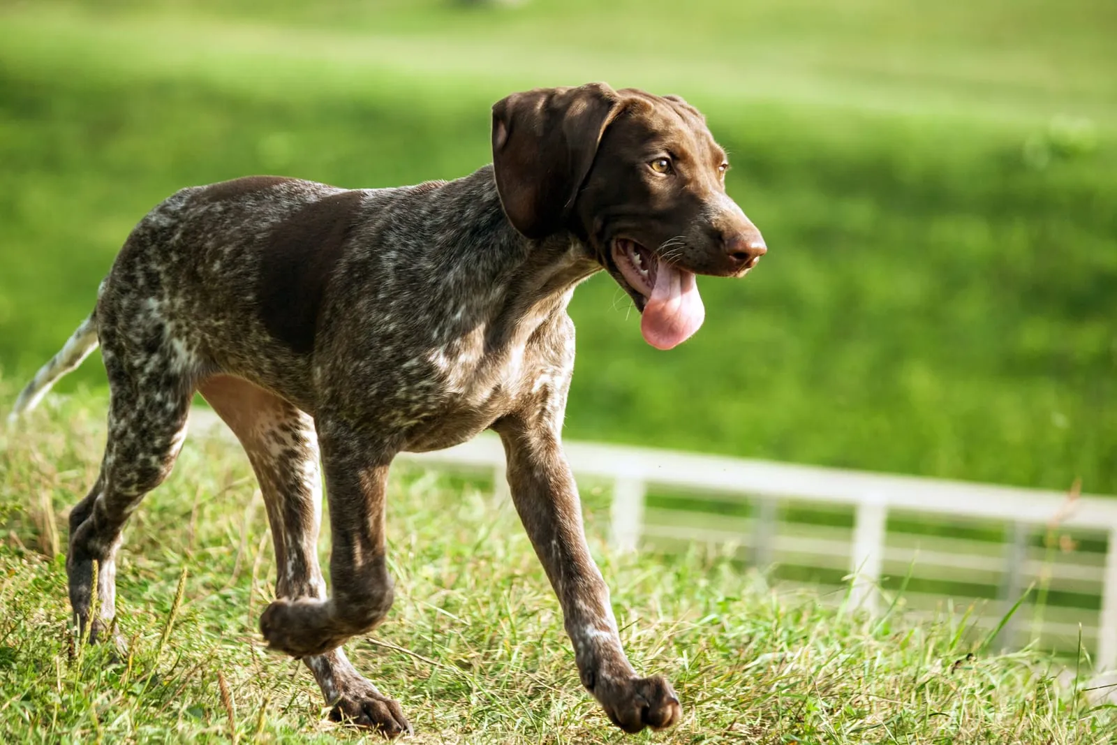 German short haired pointer