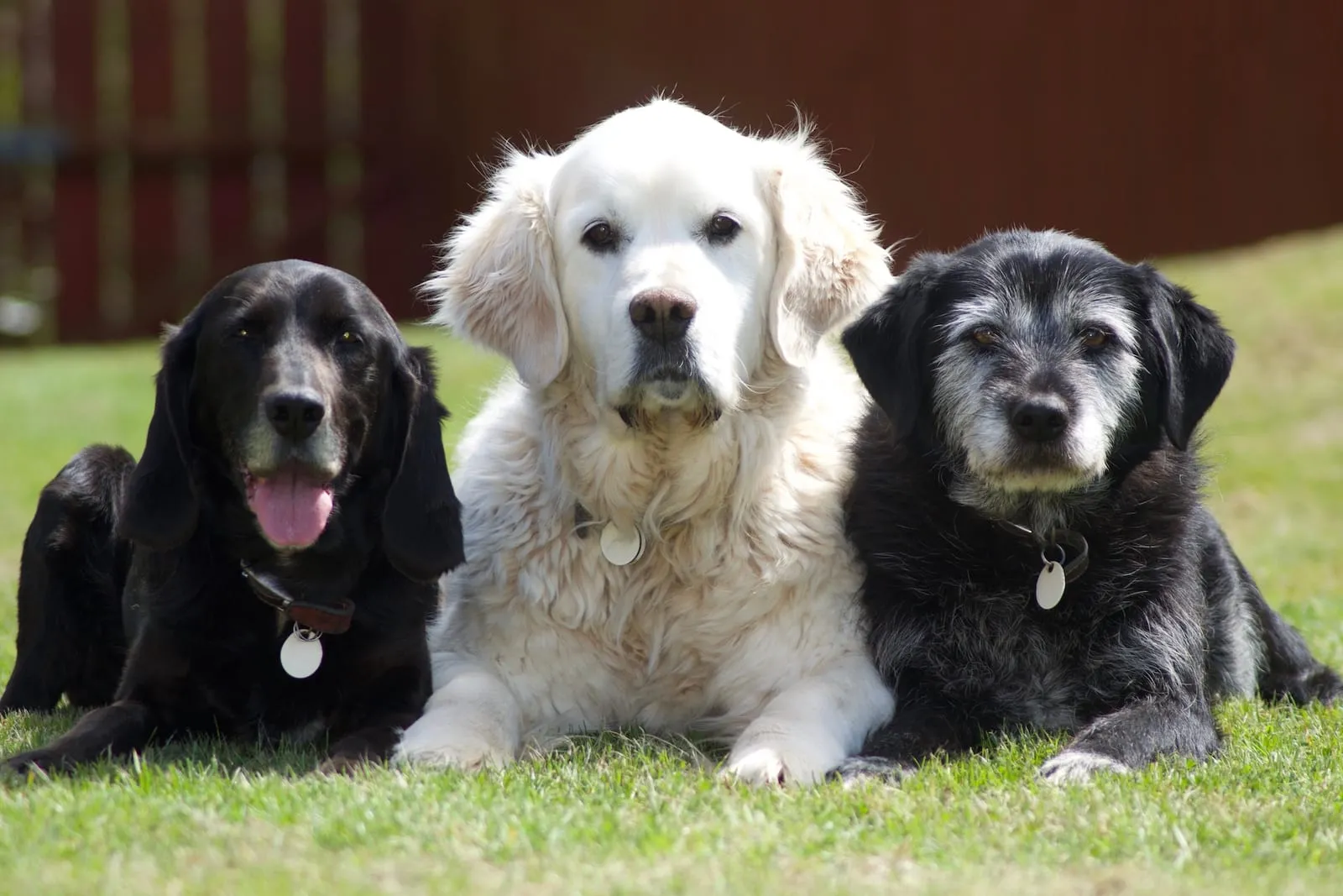 Golden retriever and two cross breed dogs