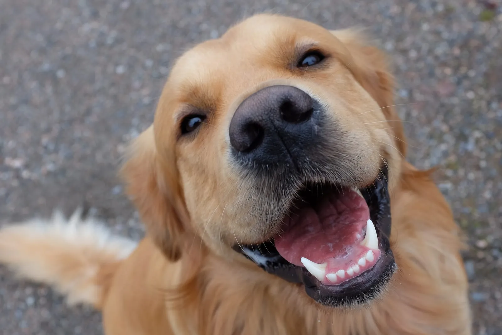 Happy golden retriever