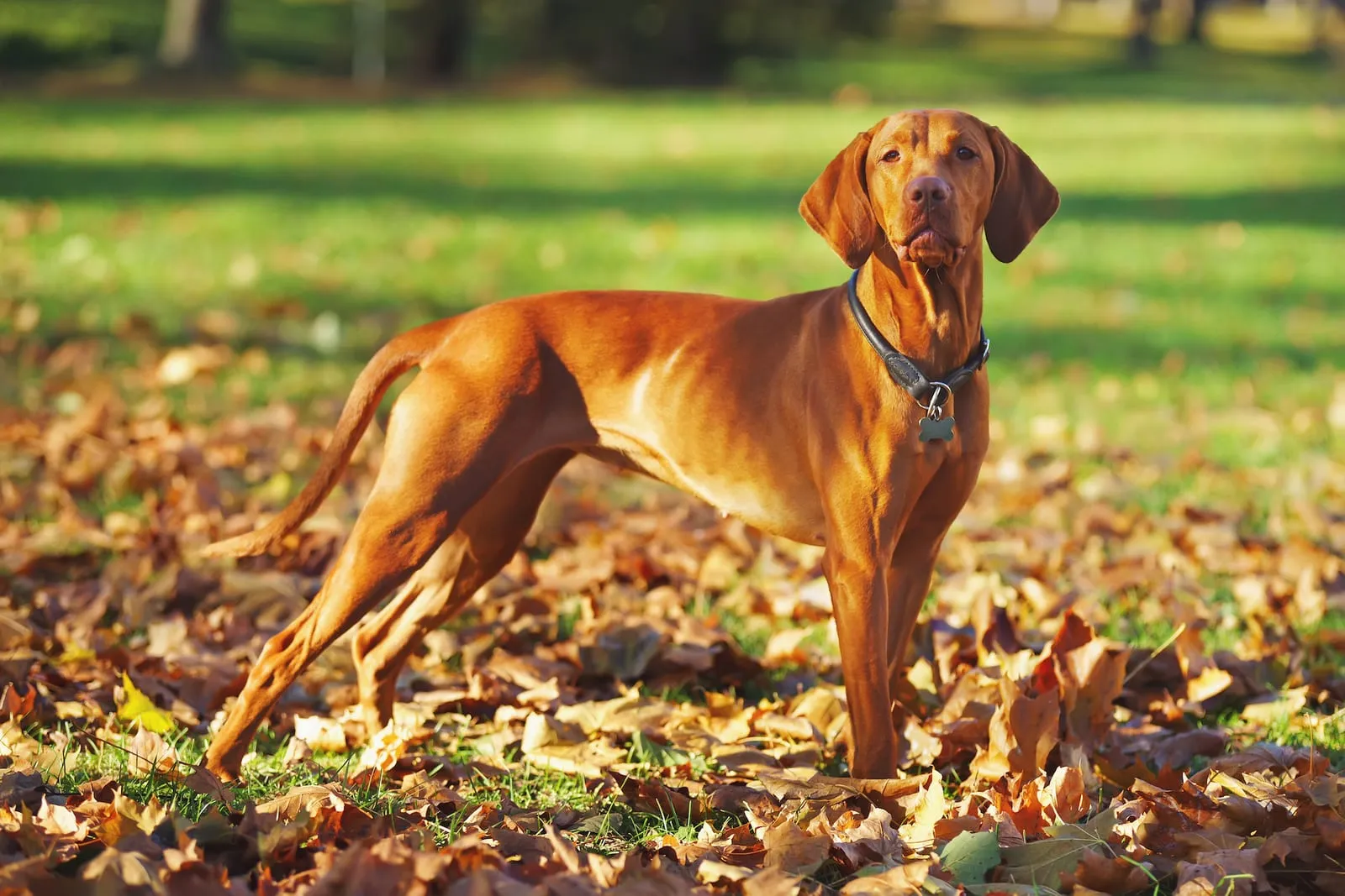 Hungarian vizsla