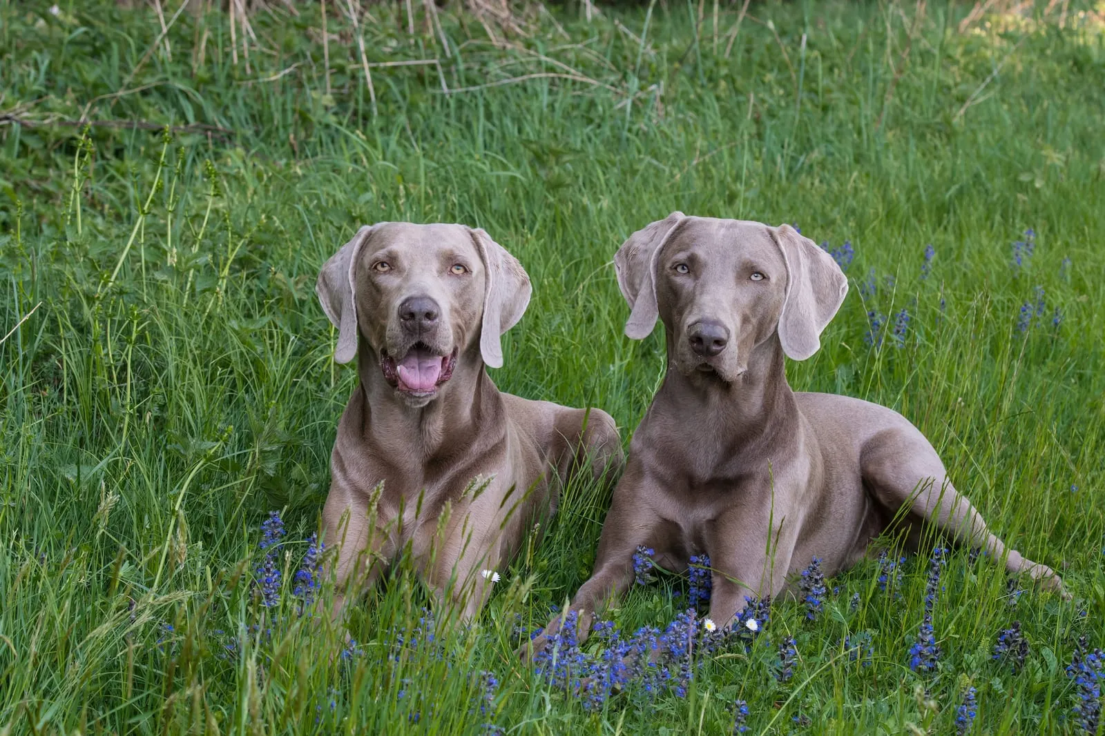 Weimaraner