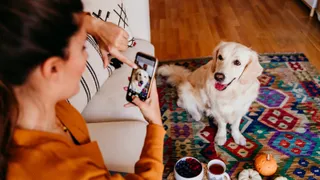 Blogger taking pictures of a golden retriever
