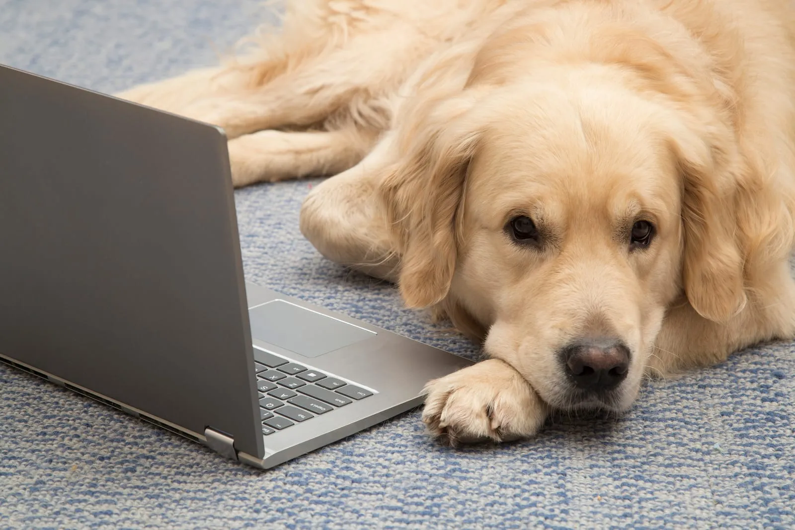Golden retriever sitting in front of a laptop